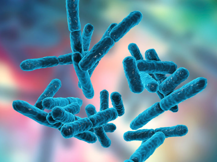 Bactéries probiotiques — microbiome intestinal