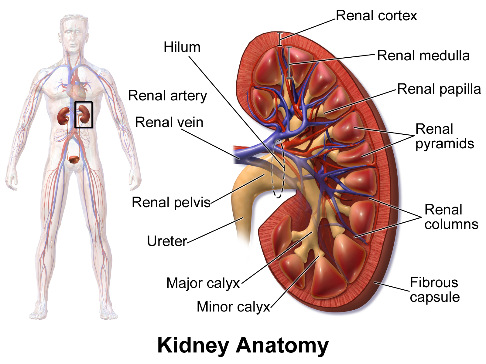 Anatomie du rein humain